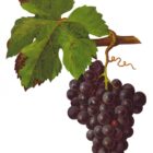 Quel est le cépage ?