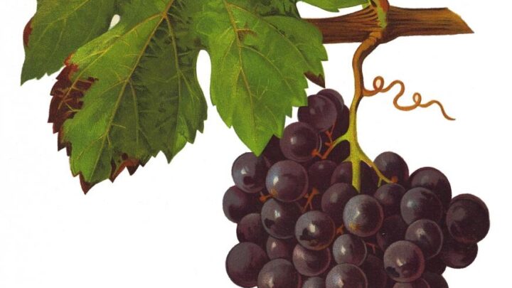 Quel est le cépage ?