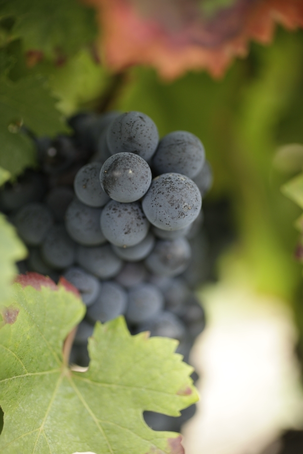 Quel est le vin le plus mauvais pour la santé ?